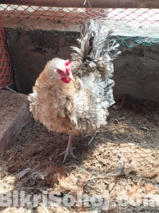 নিউ ডিম পারা ফ্রিজেল/ হাপছি মুরগী